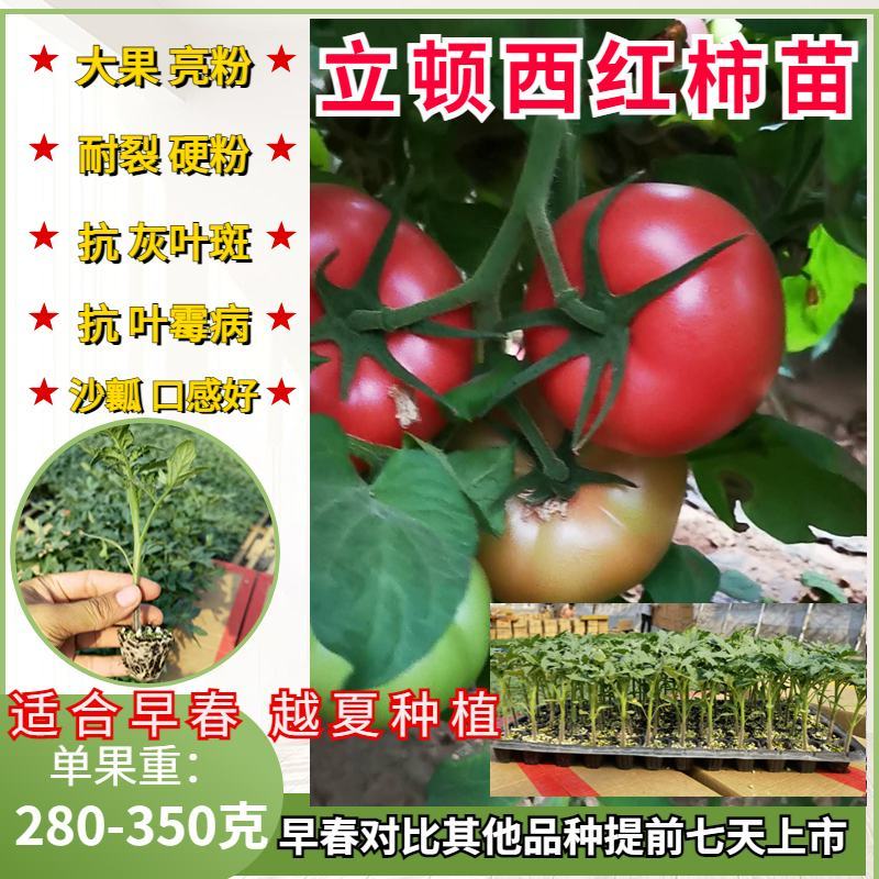 早春西红柿苗立顿硬粉西红柿早熟抗病毒抗线虫西红柿苗
