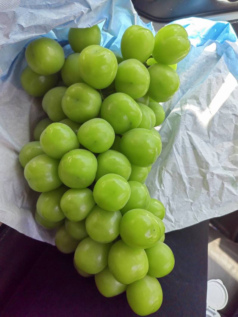 阳光玫瑰