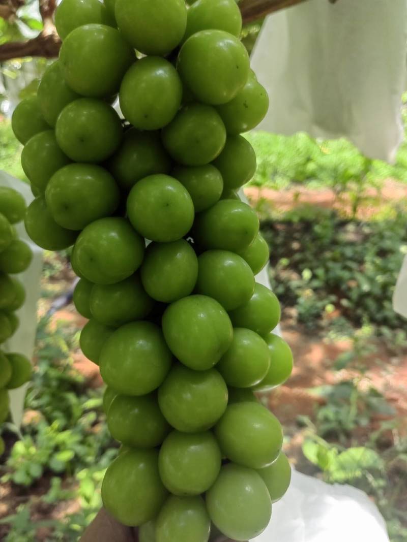 阳光玫瑰