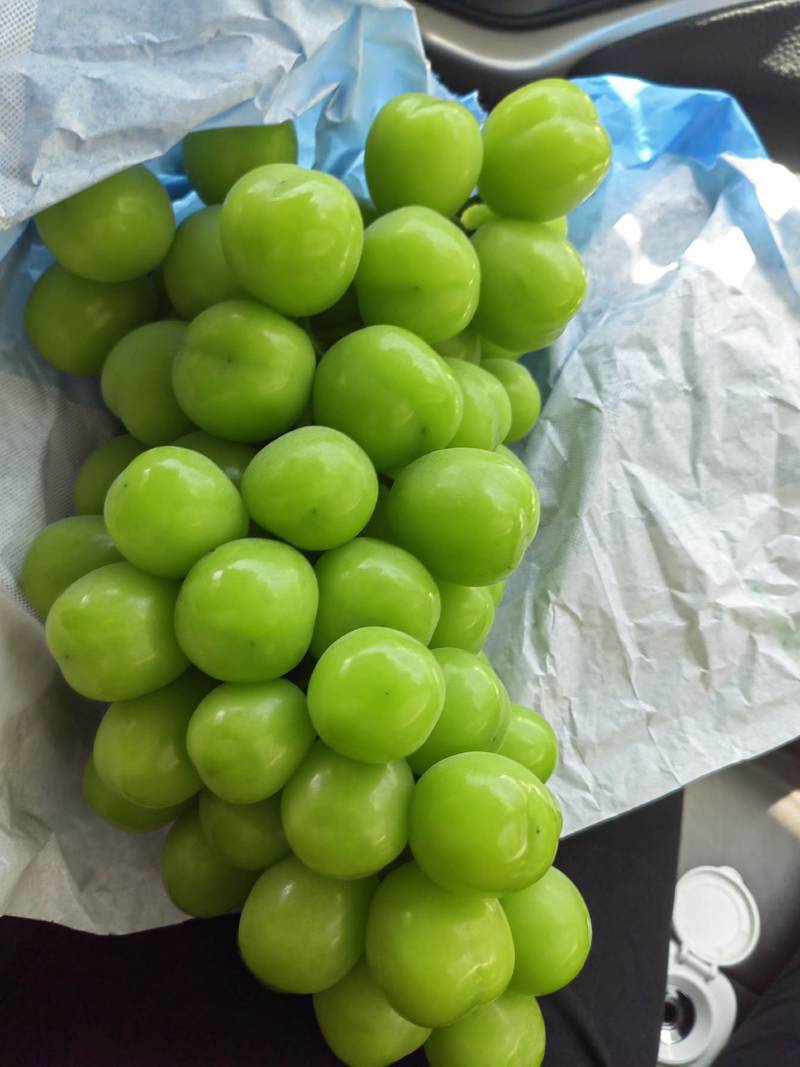 阳光玫瑰