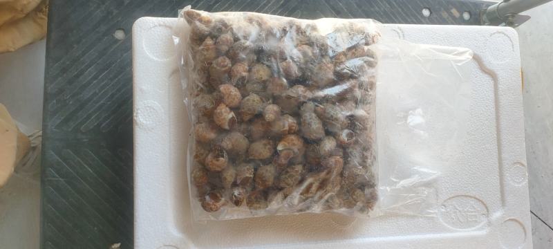 新鲜大花螺麻辣花螺鲜活冷冻鲜活新鲜冷冻海鲜东风螺海螺田螺