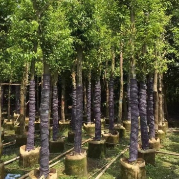 天竺桂（阴香）大量3-18分移植袋苗特价欢迎咨询