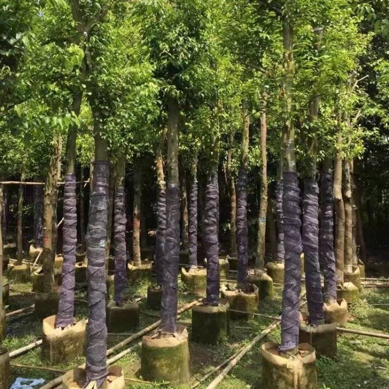 天竺桂（阴香）大量3-18分移植袋苗特价欢迎咨询