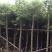天竺桂（阴香）大量3-18分移植袋苗特价欢迎咨询