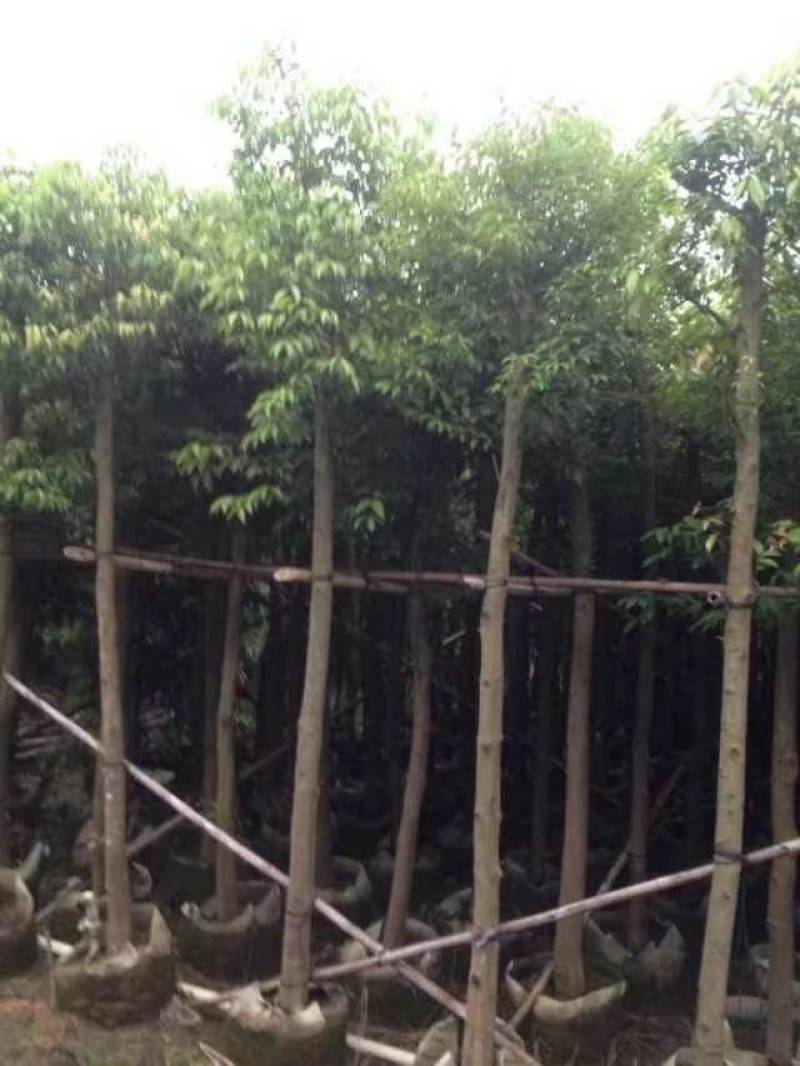 天竺桂（阴香）大量3-18分移植袋苗特价欢迎咨询