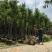 天竺桂（阴香）大量3-18分移植袋苗特价欢迎咨询