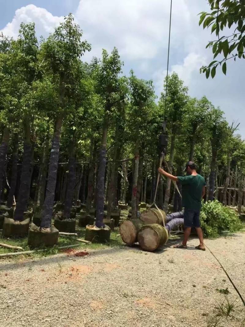 天竺桂（阴香）大量3-18分移植袋苗特价欢迎咨询