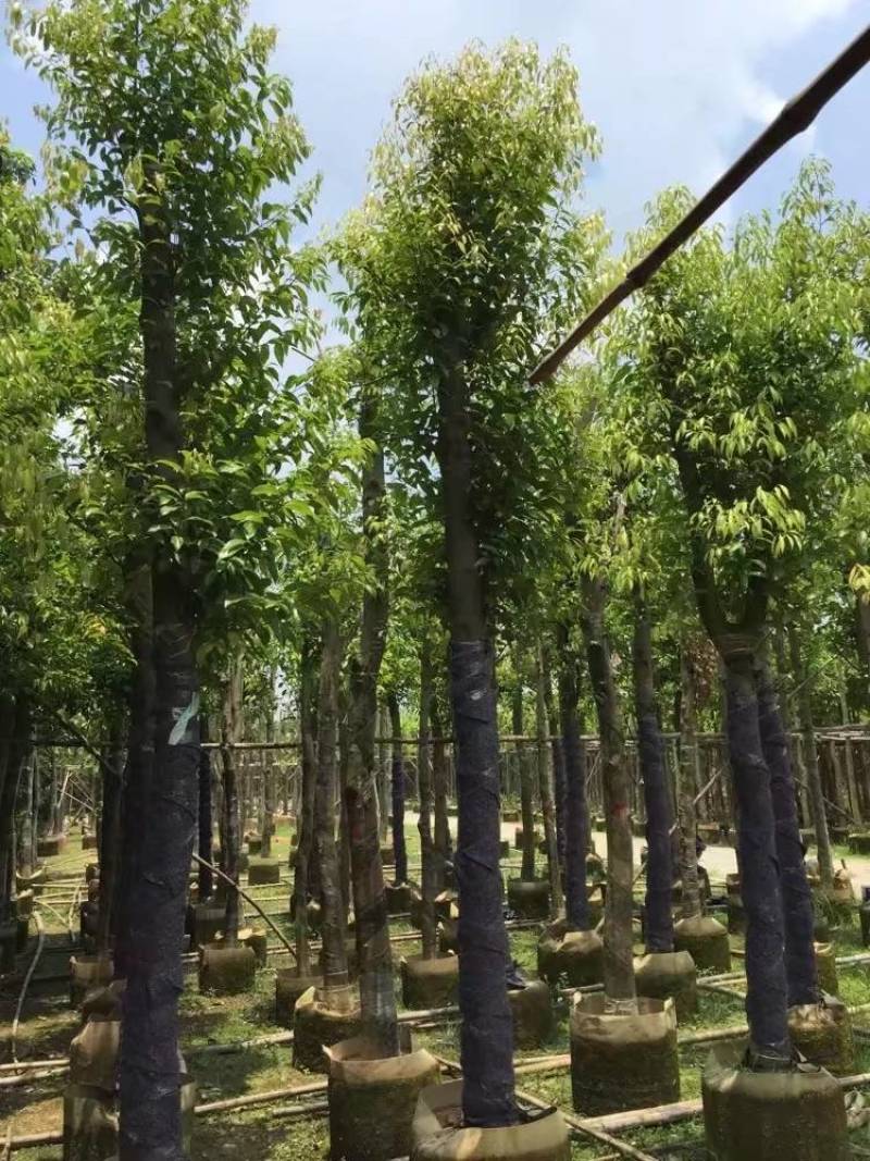 天竺桂（阴香）大量3-18分移植袋苗特价欢迎咨询