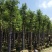 天竺桂（阴香）大量3-18分移植袋苗特价欢迎咨询