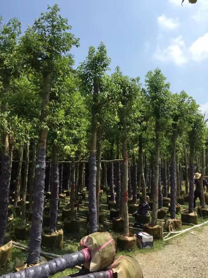 天竺桂（阴香）大量3-18分移植袋苗特价欢迎咨询