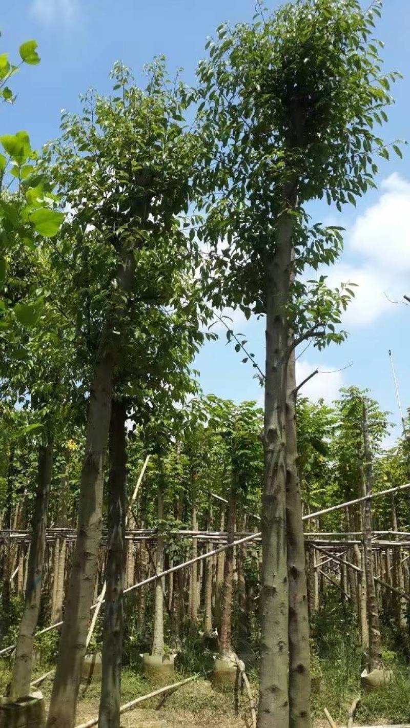 天竺桂（阴香）大量3-18分移植袋苗特价欢迎咨询