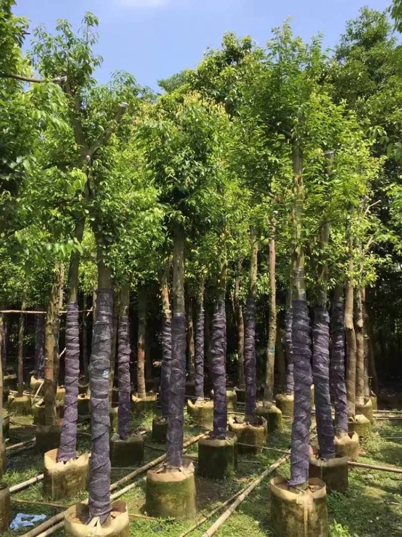 天竺桂（阴香）大量3-18分移植袋苗特价欢迎咨询
