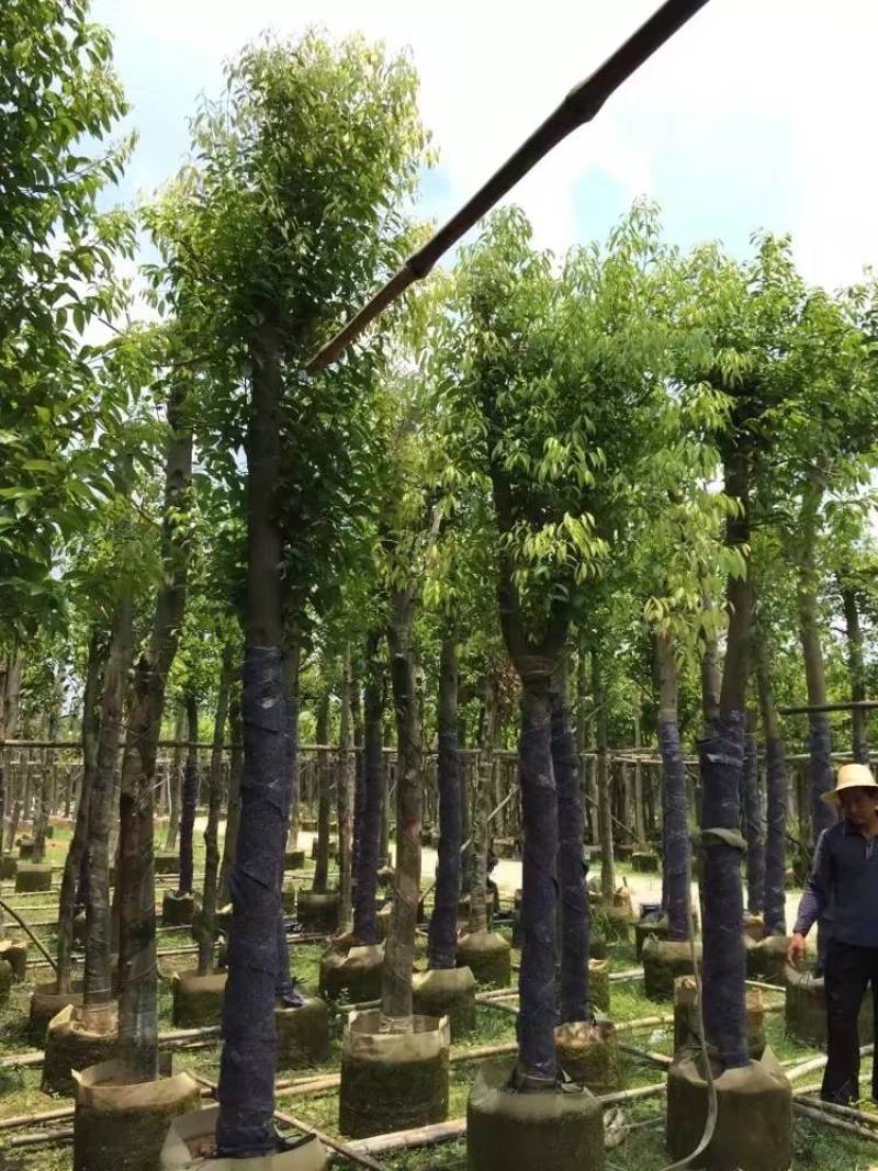 天竺桂（阴香）大量3-18分移植袋苗特价欢迎咨询