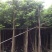 天竺桂（阴香）大量3-18分移植袋苗特价欢迎咨询