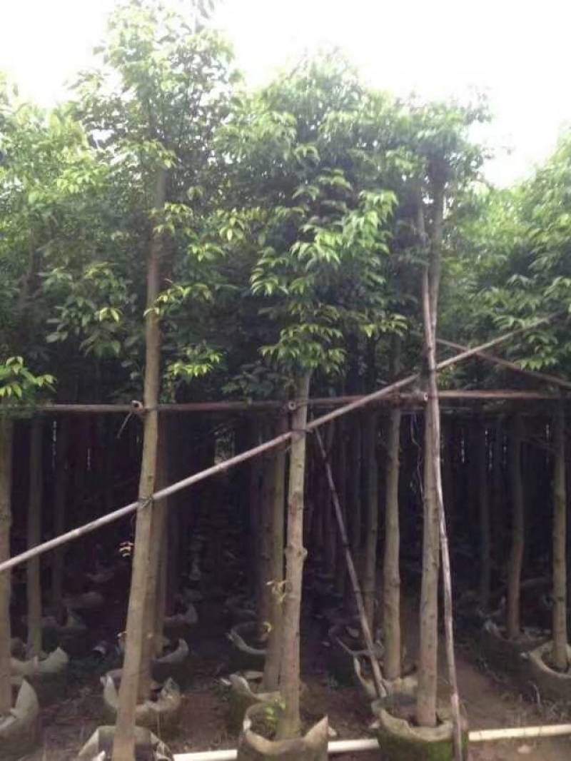 天竺桂（阴香）大量3-18分移植袋苗特价欢迎咨询