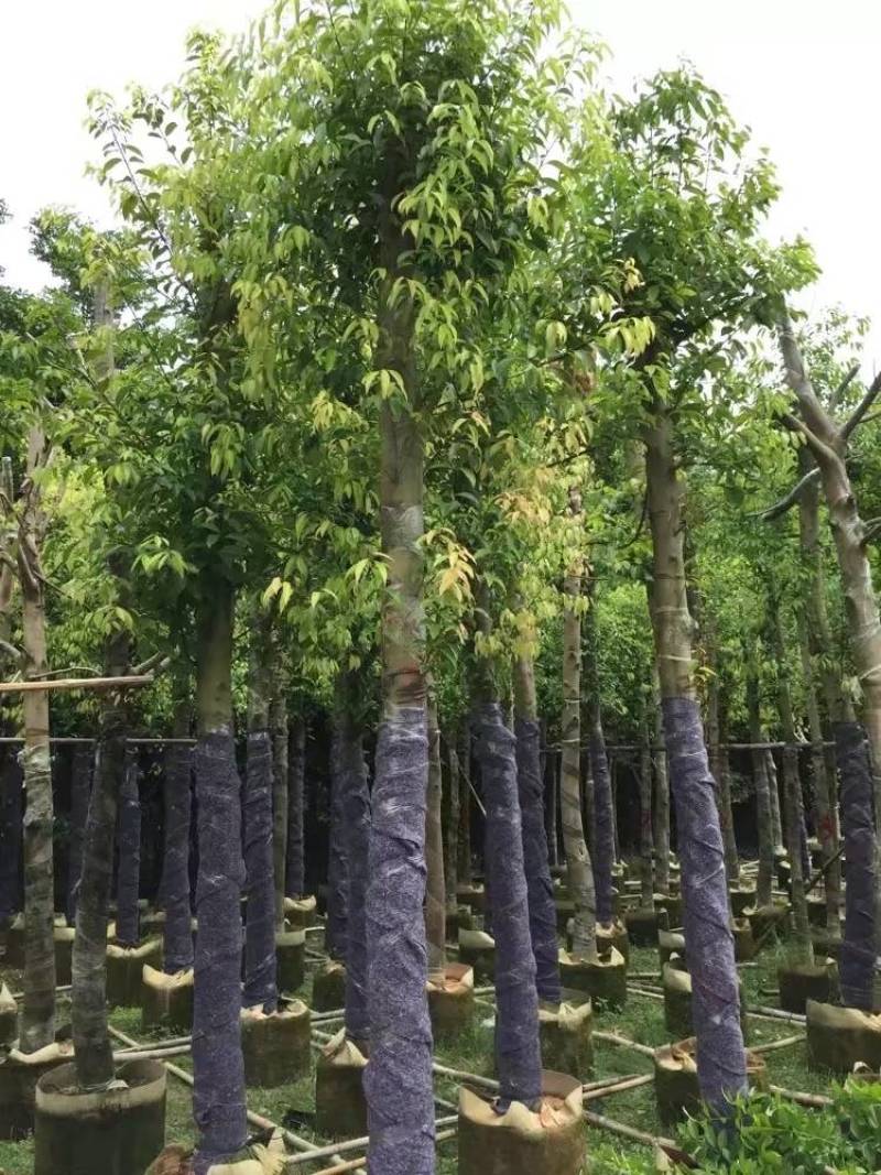天竺桂（阴香）大量3-18分移植袋苗特价欢迎咨询