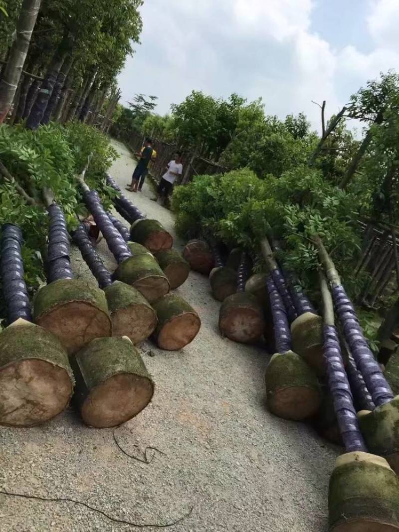 天竺桂（阴香）大量3-18分移植袋苗特价欢迎咨询