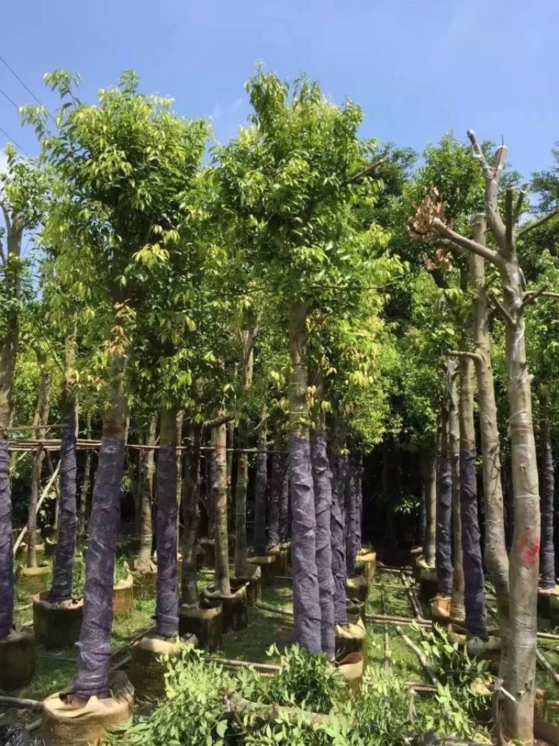 天竺桂（阴香）大量3-18分移植袋苗特价欢迎咨询