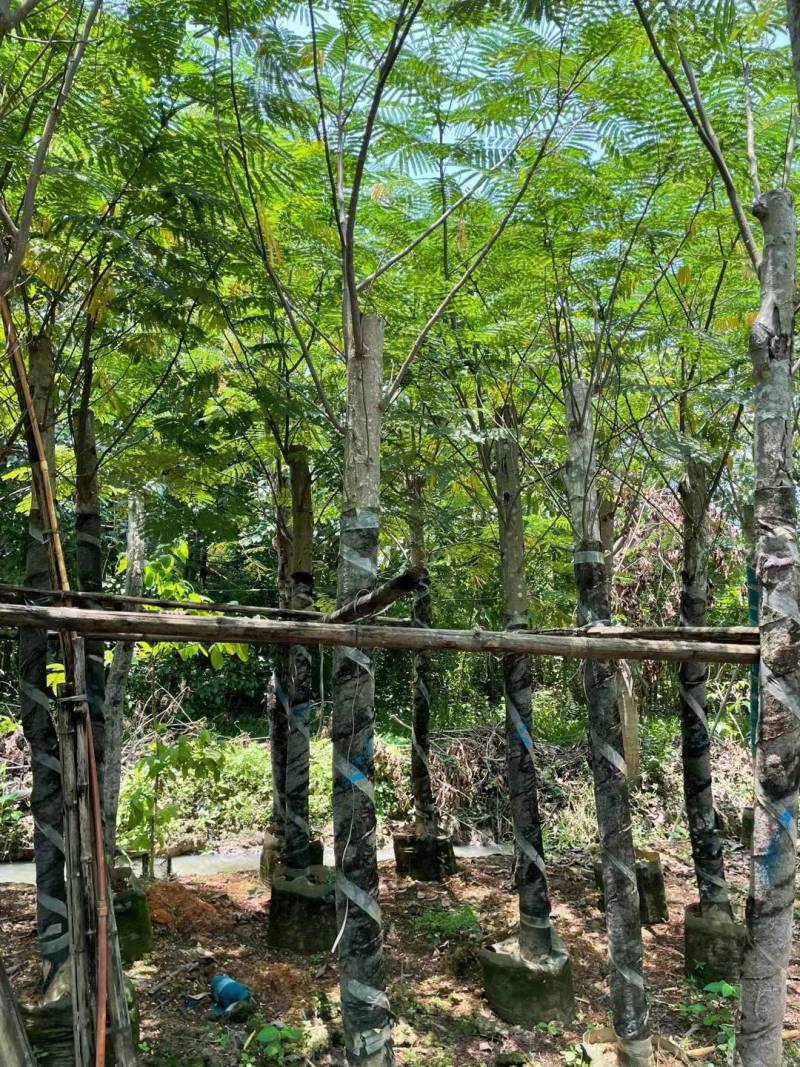 南洋楹大量自家袋苗8-20分特价出售欢迎咨询