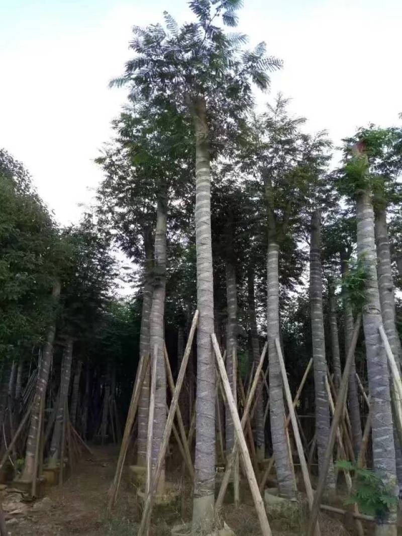 南洋楹大量自家袋苗8-20分特价出售欢迎咨询