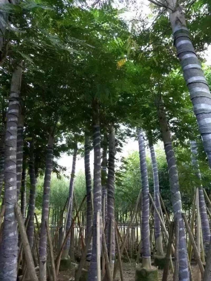 南洋楹大量自家袋苗8-20分特价出售欢迎咨询