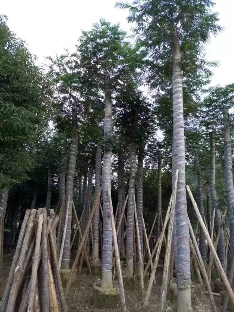 南洋楹大量自家袋苗8-20分特价出售欢迎咨询