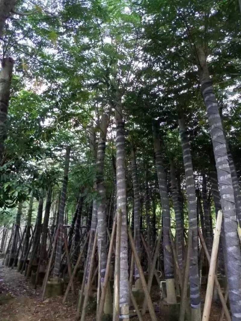 南洋楹大量自家袋苗8-20分特价出售欢迎咨询