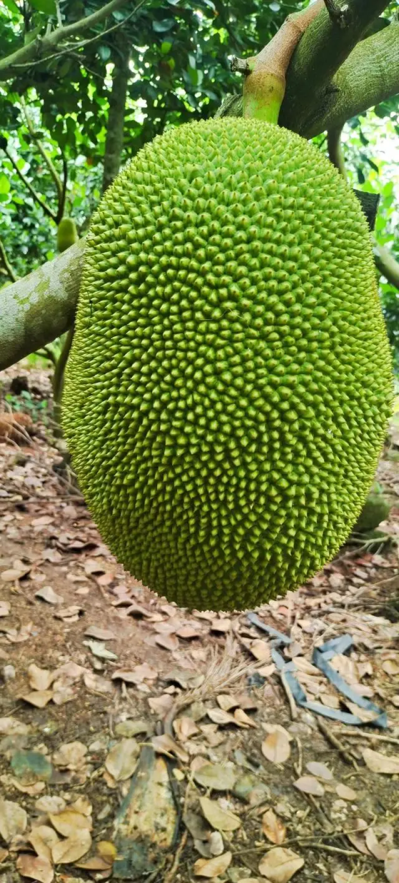 5号红肉菠萝蜜精品菠萝蜜产地直供品质保障量大优惠