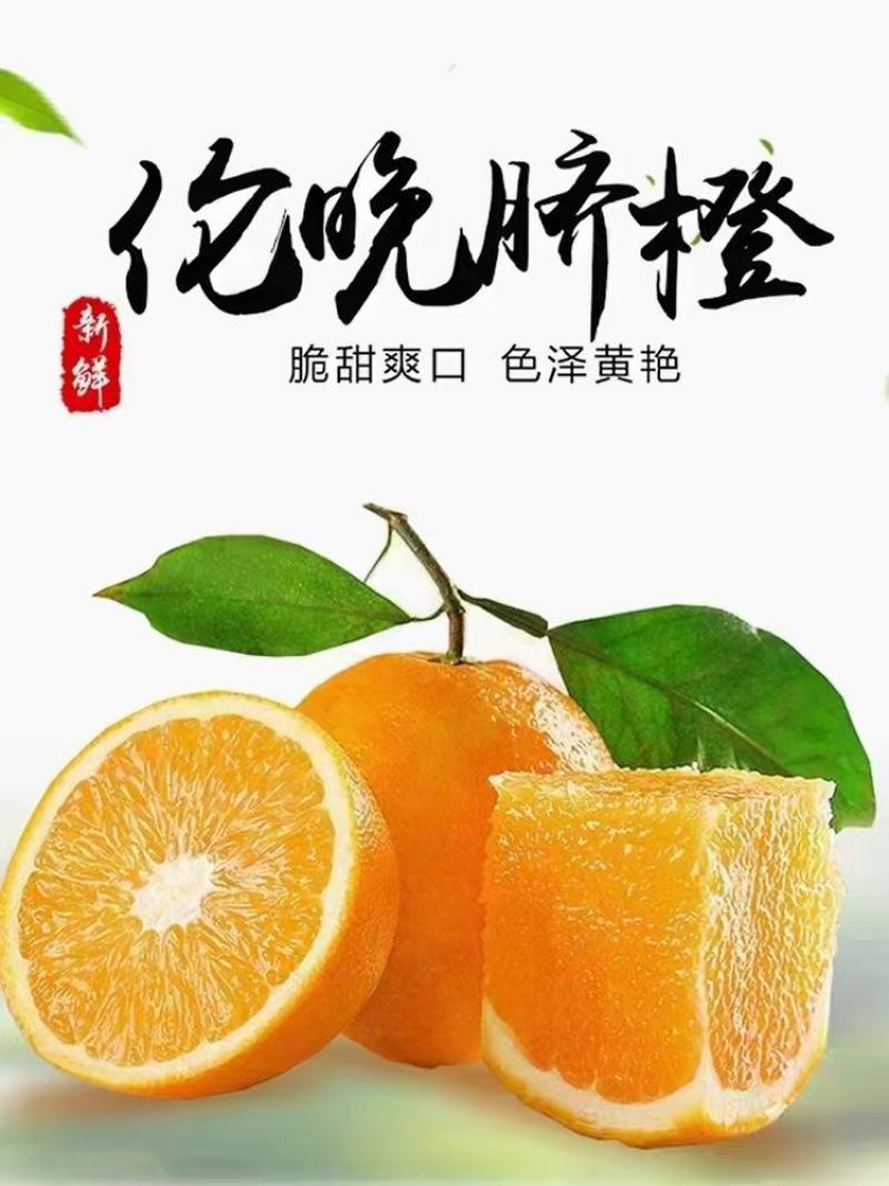 伦晚脐橙秭归脐橙个大味甜皮薄汁多色泽鲜亮口感好