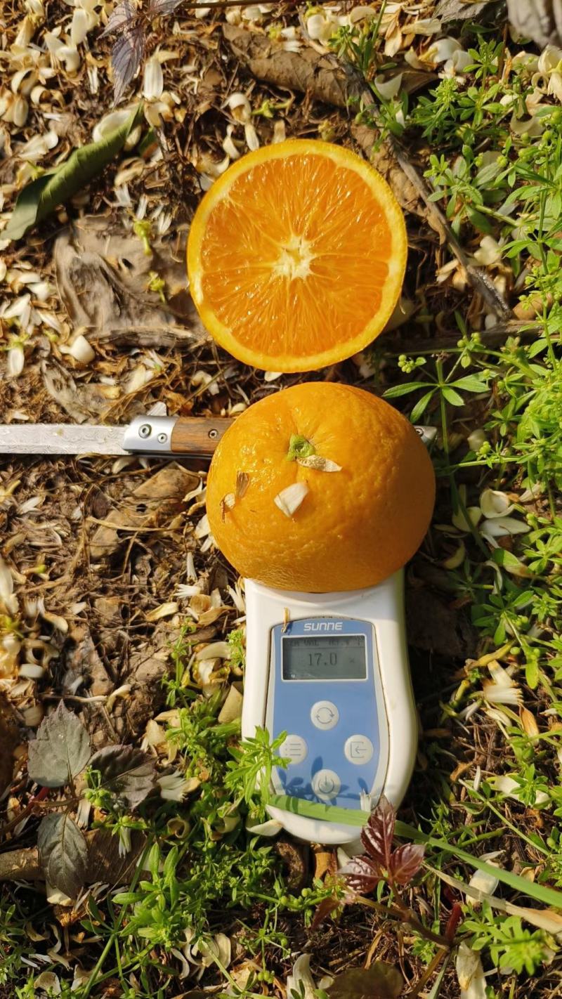 伦晚脐橙秭归脐橙个大味甜皮薄汁多色泽鲜亮口感好