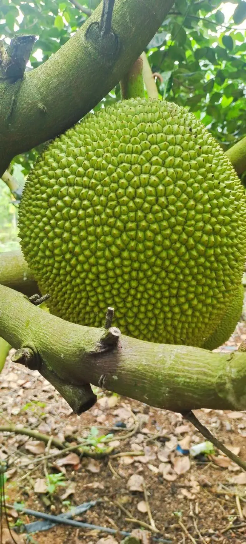 5号红肉菠萝蜜精品菠萝蜜产地直供品质保障量大优惠