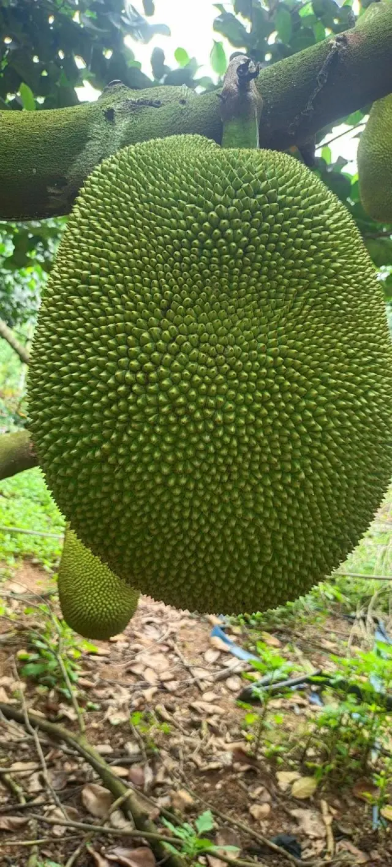 5号红肉菠萝蜜精品菠萝蜜产地直供品质保障量大优惠