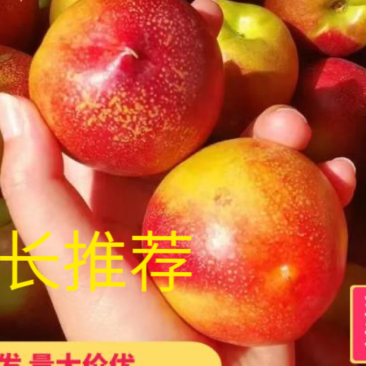 中油18号，可果园看货，地头供货全国发货：现货