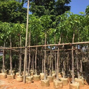 芒果树大量米径3-15分自家袋特价出售欢迎咨询