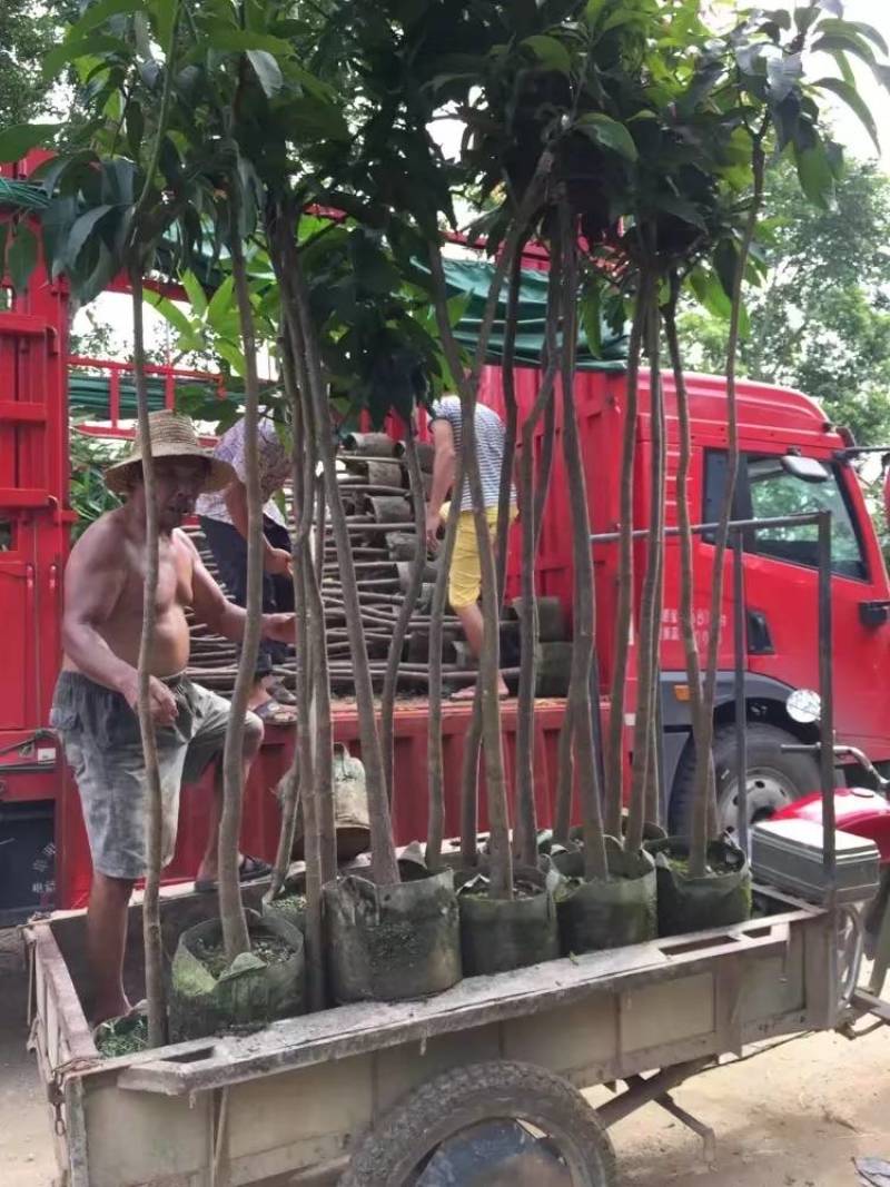 芒果树大量米径3-15分自家袋特价出售欢迎咨询