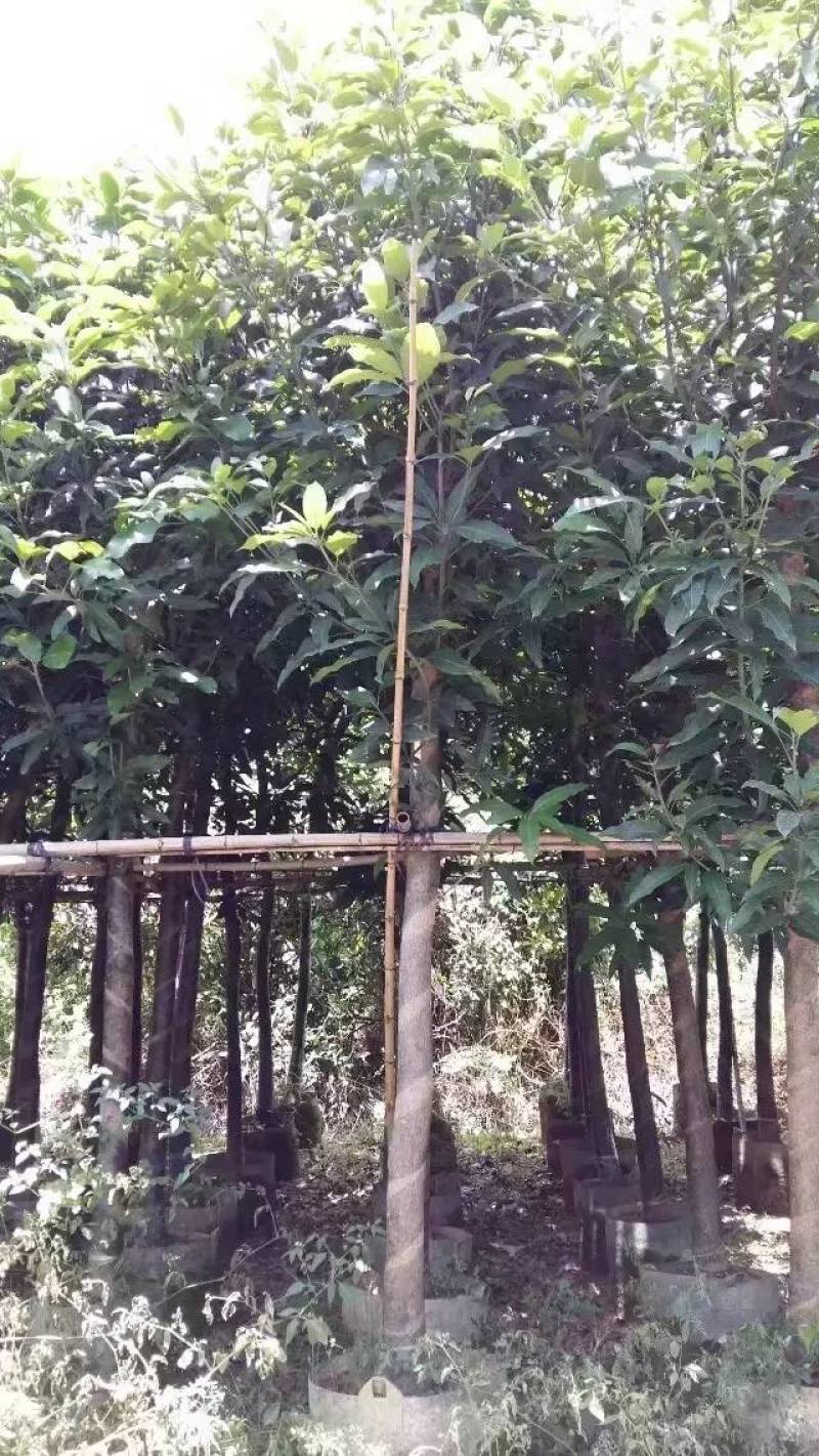芒果树大量米径3-15分自家袋特价出售欢迎咨询
