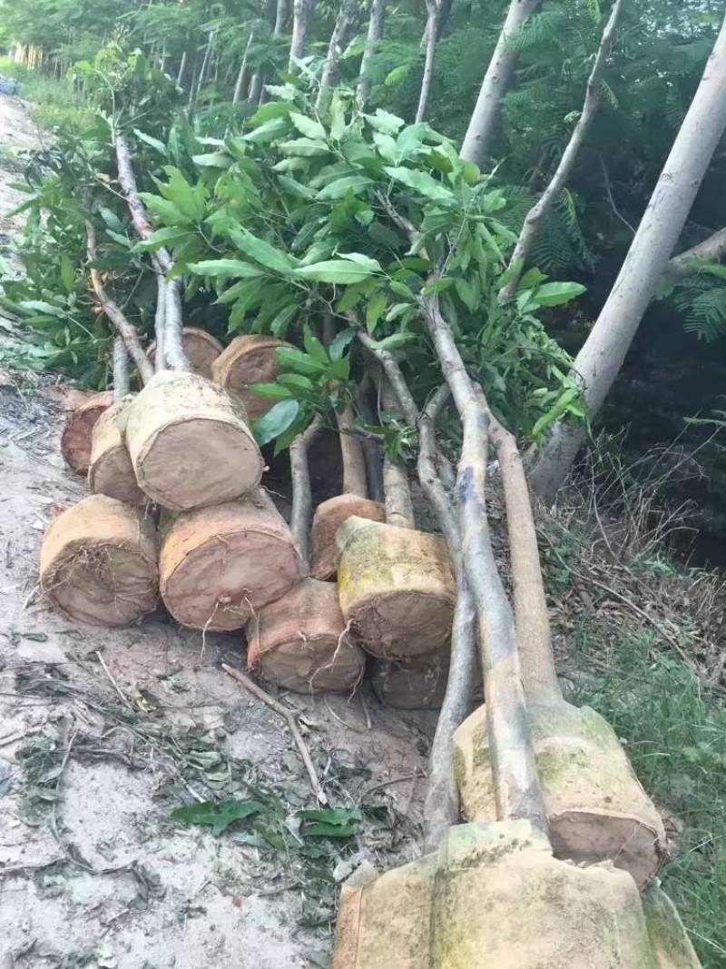 芒果树大量米径3-15分自家袋特价出售欢迎咨询