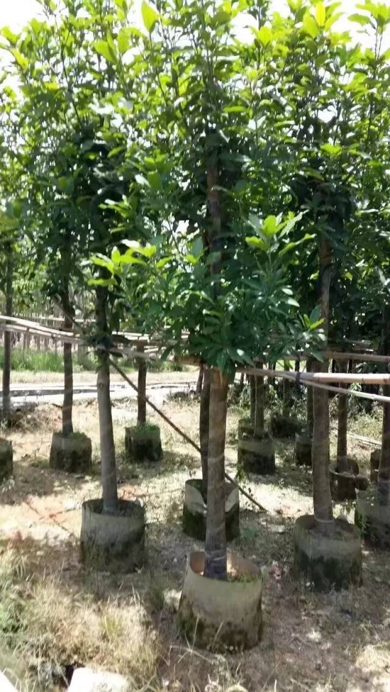 芒果树大量米径3-15分自家袋特价出售欢迎咨询