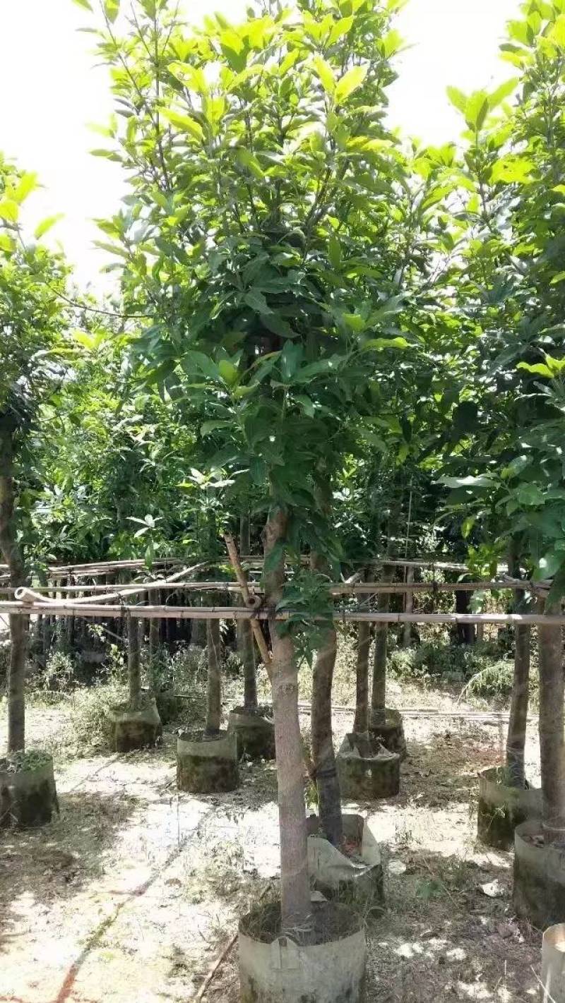 芒果树大量米径3-15分自家袋特价出售欢迎咨询