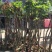 芒果树大量米径3-15分自家袋特价出售欢迎咨询