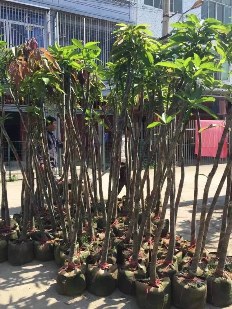 芒果树大量米径3-15分自家袋特价出售欢迎咨询