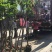 芒果树大量米径3-15分自家袋特价出售欢迎咨询