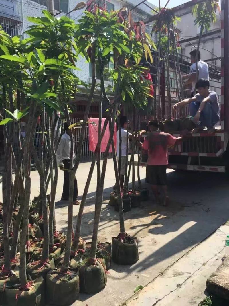 芒果树大量米径3-15分自家袋特价出售欢迎咨询