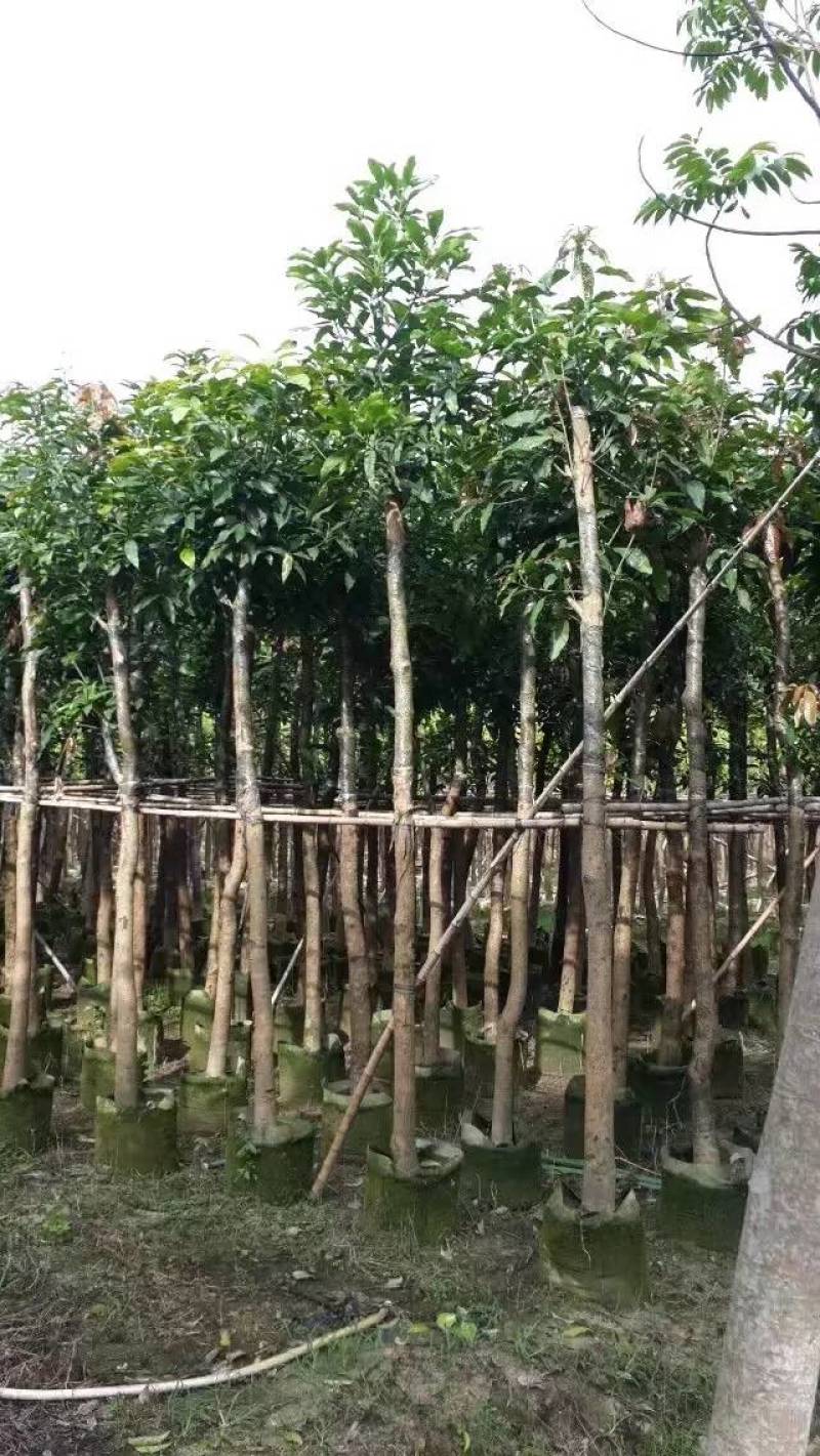 芒果树大量米径3-15分自家袋特价出售欢迎咨询