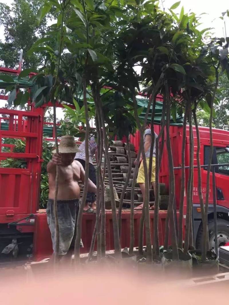 芒果树大量米径3-15分自家袋特价出售欢迎咨询