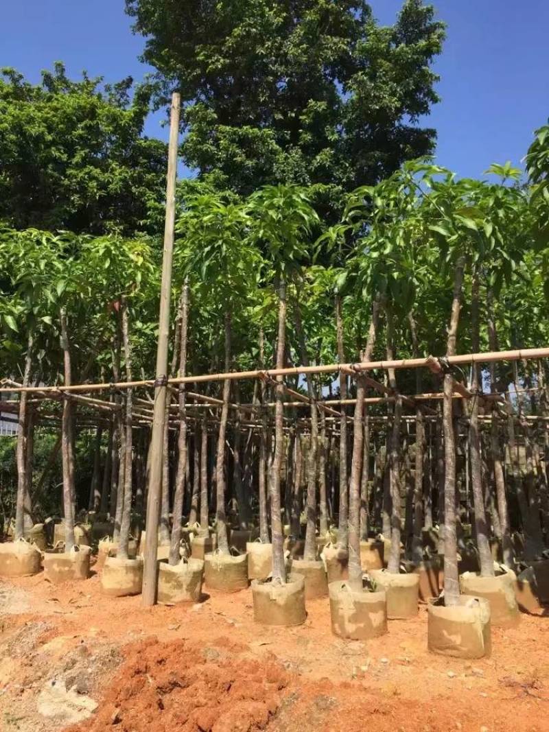 芒果树大量米径3-15分自家袋特价出售欢迎咨询