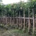 芒果树大量米径3-15分自家袋特价出售欢迎咨询