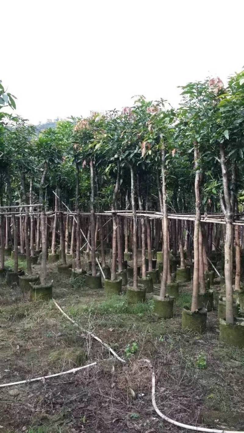 芒果树大量米径3-15分自家袋特价出售欢迎咨询