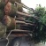 芒果树大量米径3-15分自家袋特价出售欢迎咨询