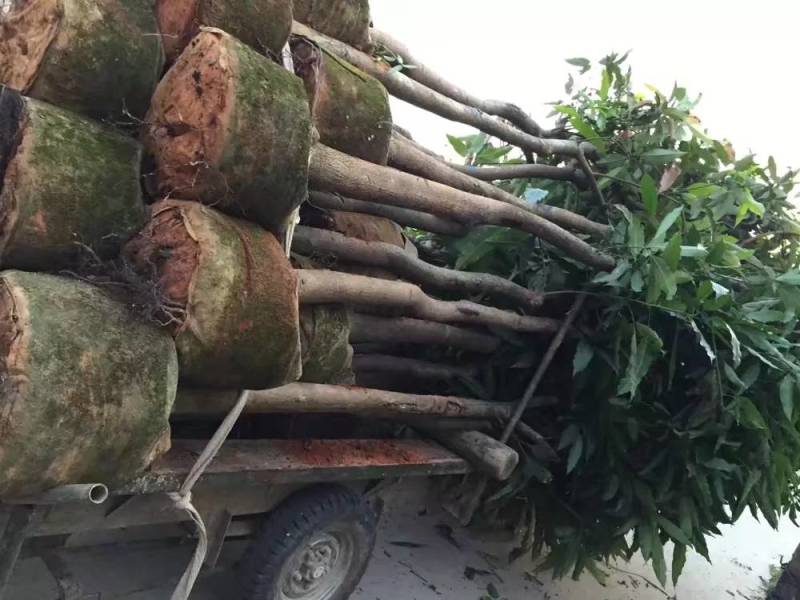 芒果树大量米径3-15分自家袋特价出售欢迎咨询